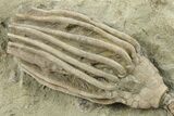 Fossil Crinoid (Macrocrinus) - Crawfordsville, Indiana #280906-1